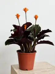 Calathea Crocata  2