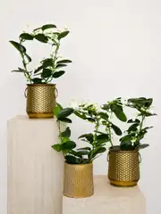 Madagaskar Yasemini (Stephanotis floribunda)  1
