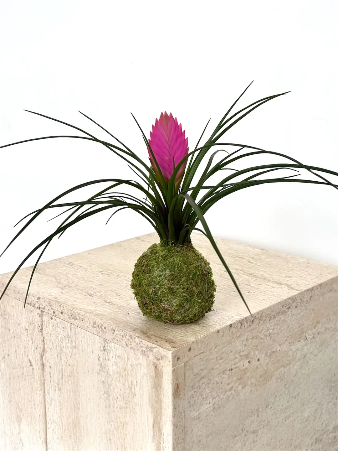 Cocodema Tillandsia Cyanea