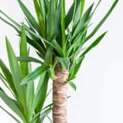 Yucca ( Yuka ) Bitkisi İki Gövdeli 100 -110 cm 3