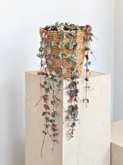 Kalp Kalbe Karşı Çiçeği - Ceropegia Woodii Variegata 1