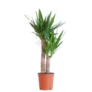 Yucca ( Yuka ) Bitkisi İki Gövdeli 130-140 cm 2