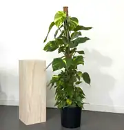Patos Salon Sarmaşığı 100-110 cm Yosun Çubuklu ( Golden Pothos - Epipremnum Aureum ) 2
