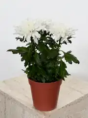 Krizantem Chrysanthemum Anastasya Mix İkili Set  5