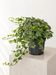 Hedera Helix Veriagata ( Lvy ) Bitkisi 2