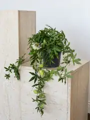 Çarkıfelek Çiçeği - Passiflora Caerulea 2