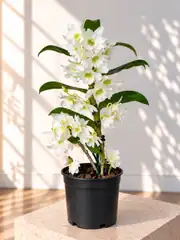 Dendrobium Beyaz Orkide 2