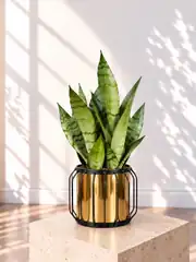 Kılıç Çiçeği ( Sansevieria Moonshine )  Gri Yeşil Yapraklı 1
