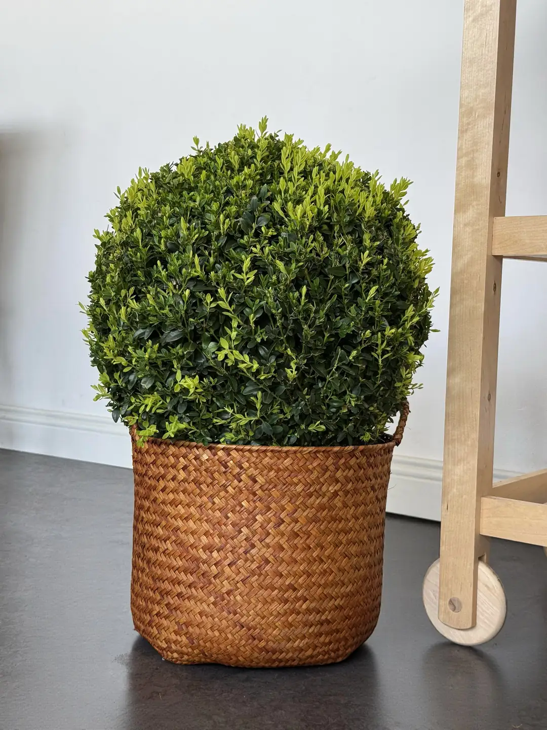 Şimşir (Buxus Faulkner) Top Form 60-70 cm Çap İthal
