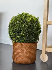 Şimşir (Buxus Faulkner) Top Form 60-70 cm Çap İthal 1