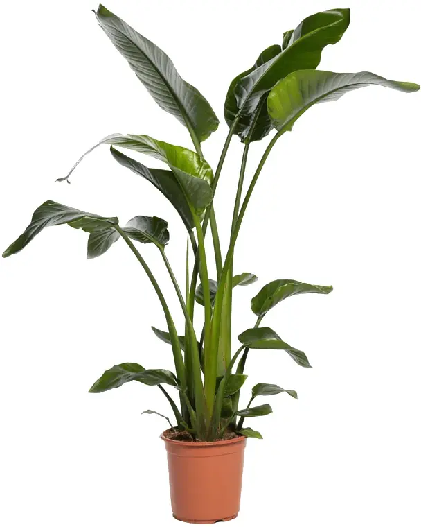 Starliçe (Strelitzia Nicolai) Bitkisi 140-160 cm Çift Köklü