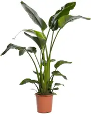 Starliçe (Strelitzia Nicolai) Bitkisi 140-160 cm Çift Köklü 1
