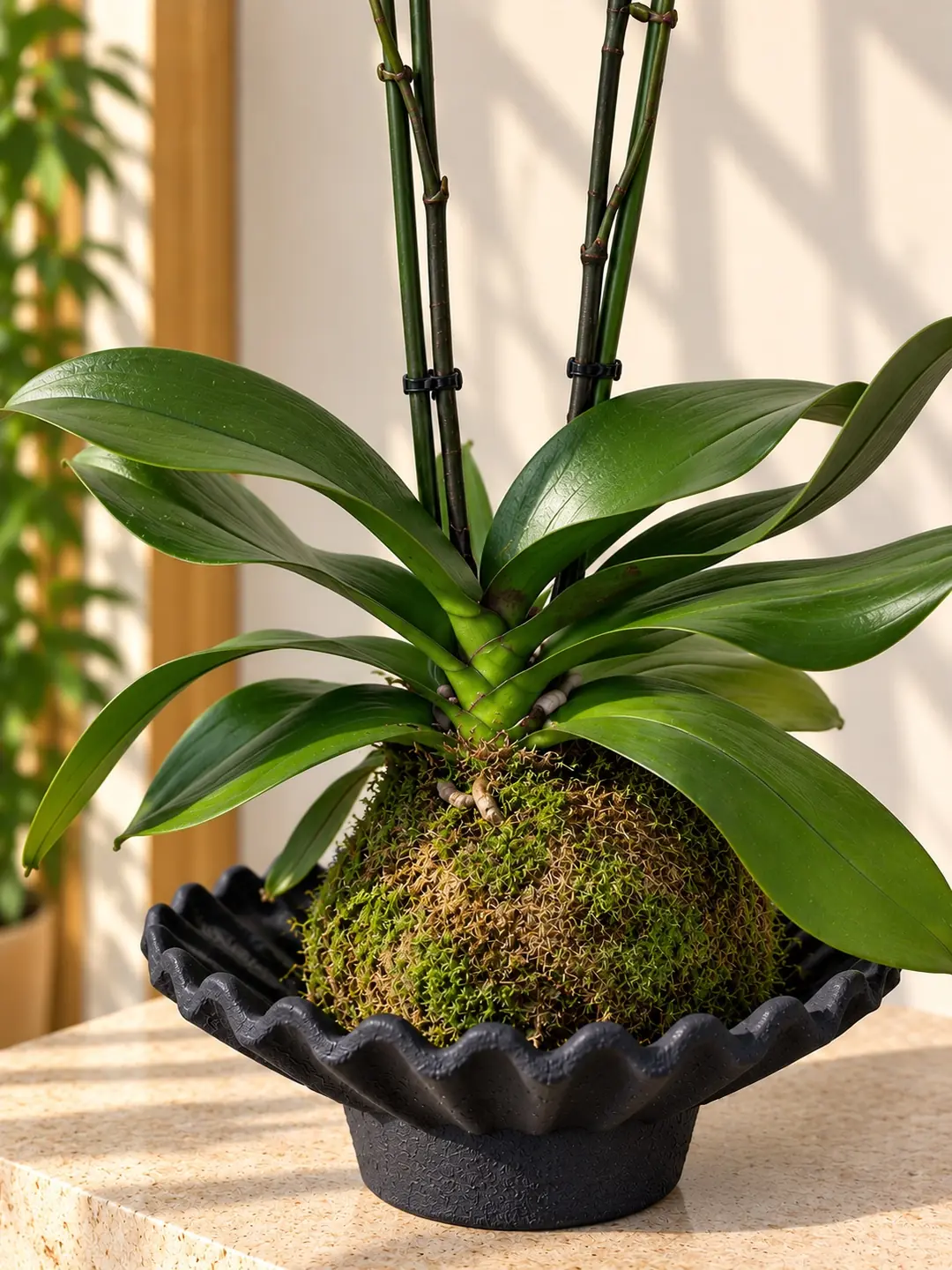 Dekoratif Objede Kokedama Orkide Bordo 3