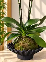 Dekoratif Objede Kokedama Orkide Bordo 3