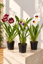 Miltoniopsis Koleksiyon Orkide ( Özel Tür Pansy Orkide ) 2