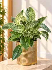 Birkin Philodendron Masa Boy ( M ) 1