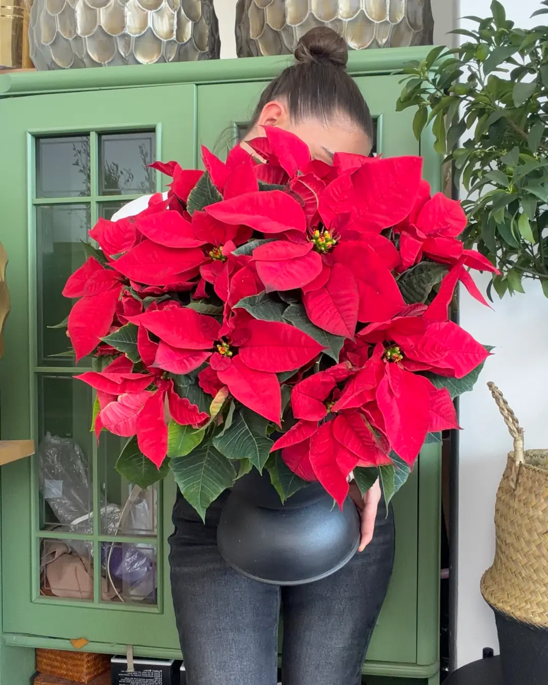 Poinsettia XXL 50-60 cm 3