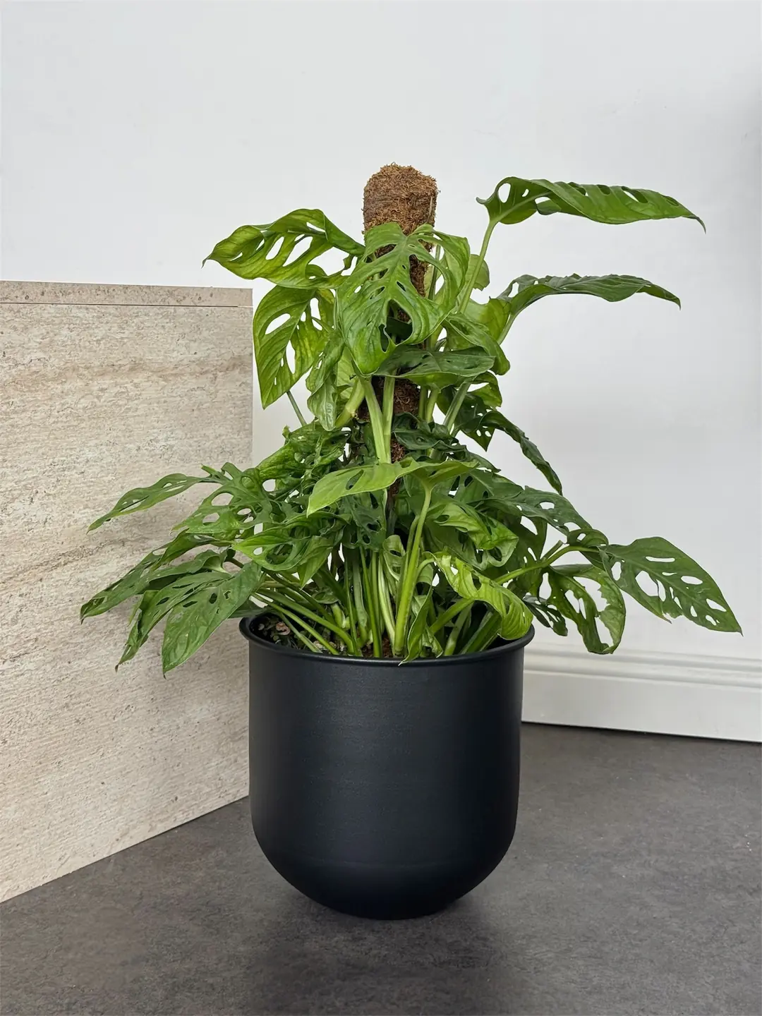 Monstera Adansonii (90-100 cm) – (İsviçre Peynir Monkey Monstera ) Bitkisi