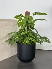Monstera Adansonii (90-100 cm) – (İsviçre Peynir Monkey Monstera ) Bitkisi 1