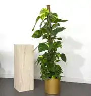 Patos Salon Sarmaşığı 100-110 cm Yosun Çubuklu ( Golden Pothos - Epipremnum Aureum ) 1
