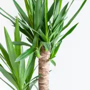 Yucca ( Yuka ) Bitkisi 3 Gövdeli 130-140 cm 3