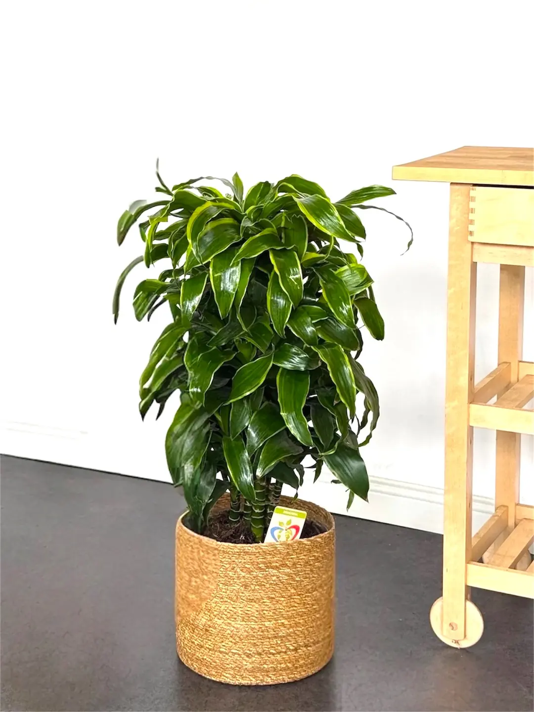 Dracaena Fragrans Dorado Bitkisi Çok Köklü XL (100-110 cm)