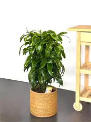 Dracaena Fragrans Dorado Bitkisi Çok Köklü XL (100-110 cm) 1