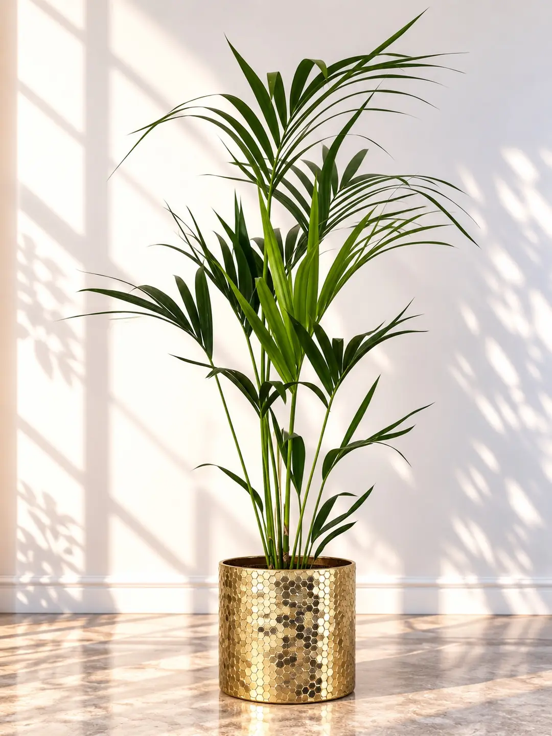 Kentia Palmiyesi ( Howea Forsteriana ) 150 cm