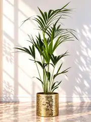 Kentia Palmiyesi ( Howea Forsteriana ) 150 cm 1