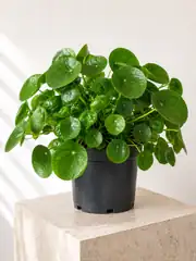 Pilea Büyük Boy 2