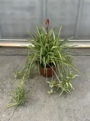  Kurdele Çiçeği (Chlorophytum Comosum) XXL 2