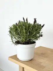 Lavanta ( Lavander ) Çiçeği 2
