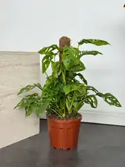 Monstera Adansonii (90-100 cm) – (İsviçre Peynir Monkey Monstera ) Bitkisi 2
