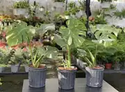 Variegated Monstera Bitkisi 3