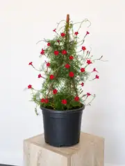 Yıldız Sarmaşığı - Ipomoea Quamoclit 2