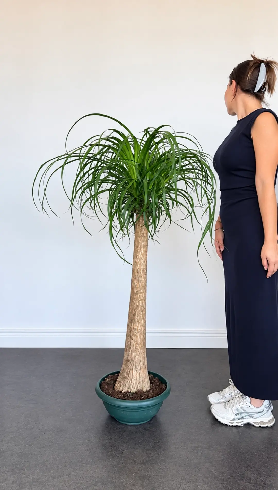 Nolina Bitkisi Tek Gövdeli ( 125-130 cm ) 3