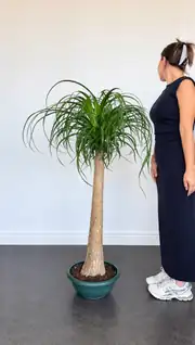 Nolina Bitkisi Tek Gövdeli ( 125-130 cm ) 3