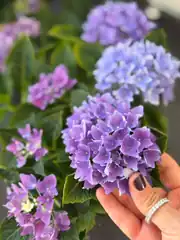 Ortanca (Hydrangea) Bitkisi Mor 3