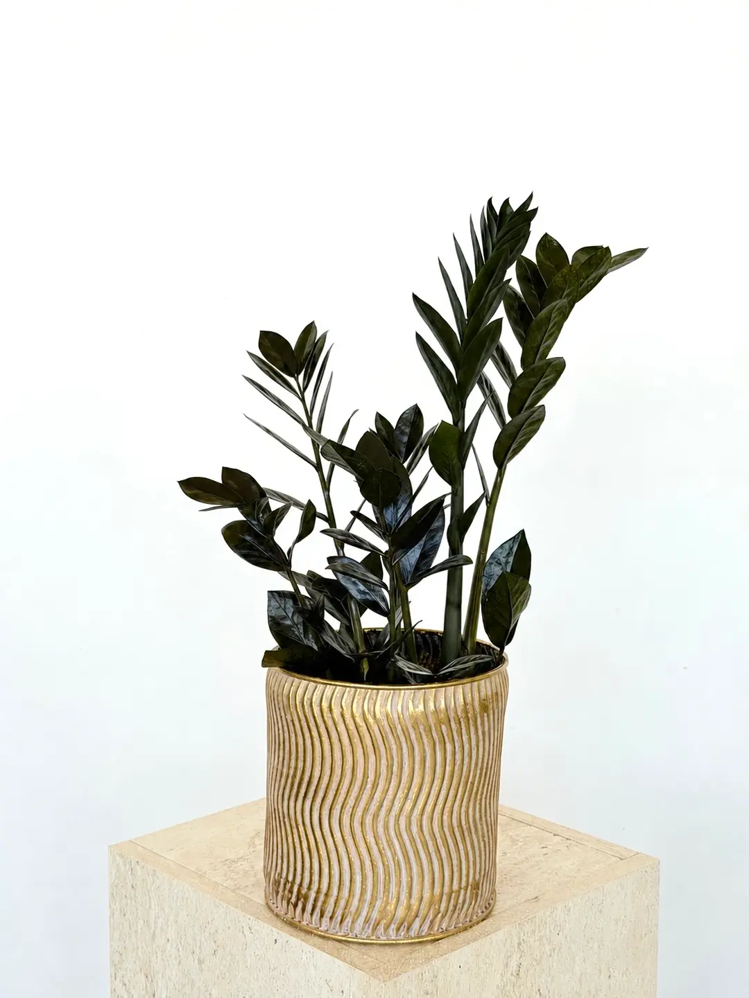 Siyah Zamia (özel tür) 50-60 cm