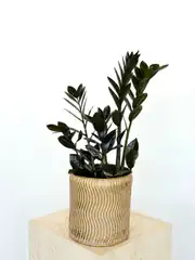 Siyah Zamia (özel tür) 50-60 cm 1
