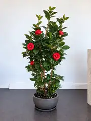 Japon Kamelyası (Camellia Japonica) 120–130 cm 1