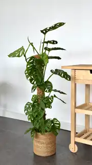 Monstera Adansonii (90-100 cm) – (İsviçre Peynir Monkey Monstera ) Bitkisi 3