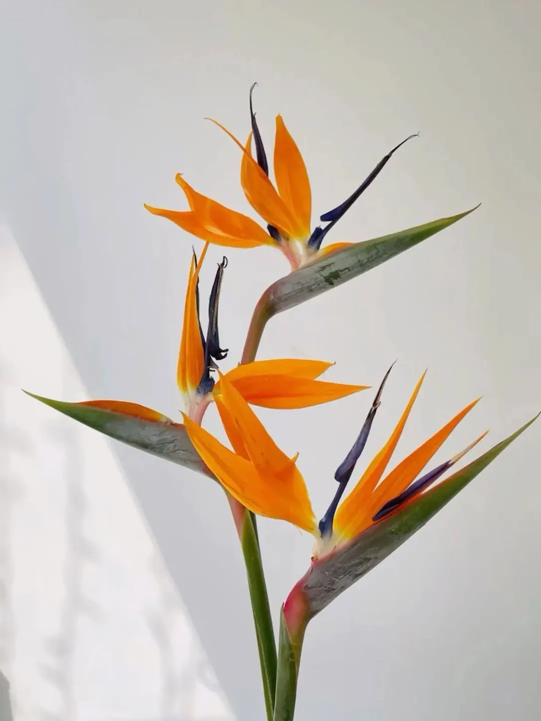 Starliçe Çift Köklü Çiçekli 60-70 cm (Cennet Kuşu Çiçeği- Strelitzia Reginea- Turuncu çiçek açan tür ) 3