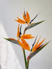 Starliçe Çift Köklü Çiçekli 60-70 cm (Cennet Kuşu Çiçeği- Strelitzia Reginea- Turuncu çiçek açan tür ) 3