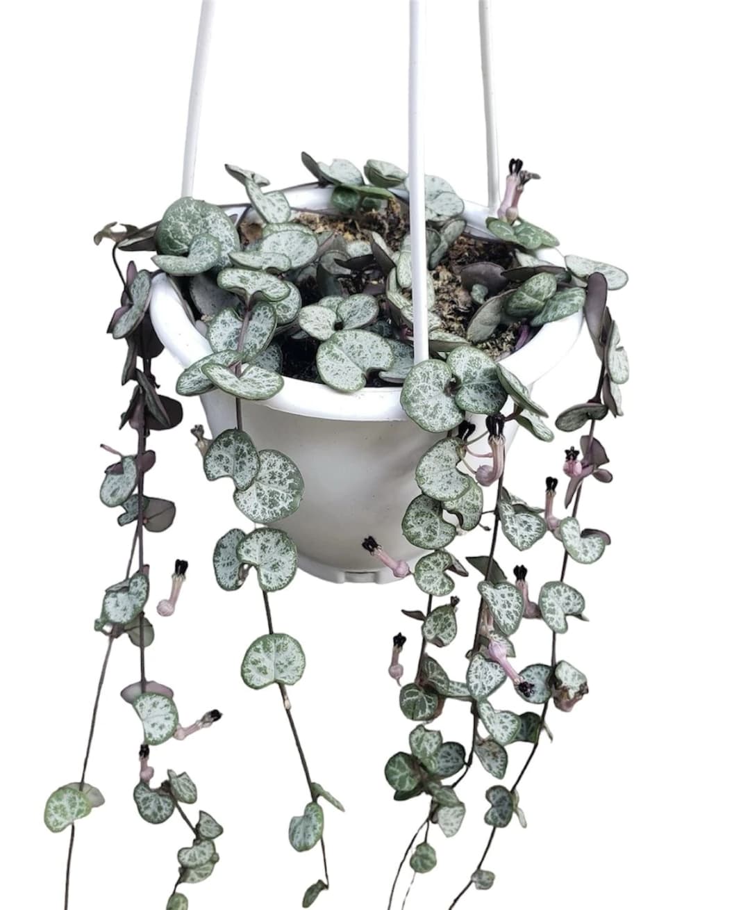 Kalp Kalbe Karşı Bitkisi ( Ceropegia Woodii ) 