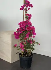 Begonvil Ağacı 120 -130 cm Fuşya 2