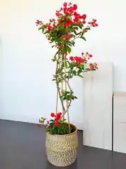 Begonvil Ağacı 120/130 cm - Kırmızı 1