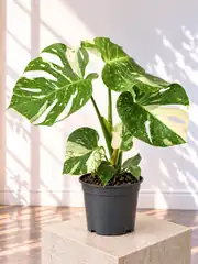 Variegated Monstera Bitkisi 2