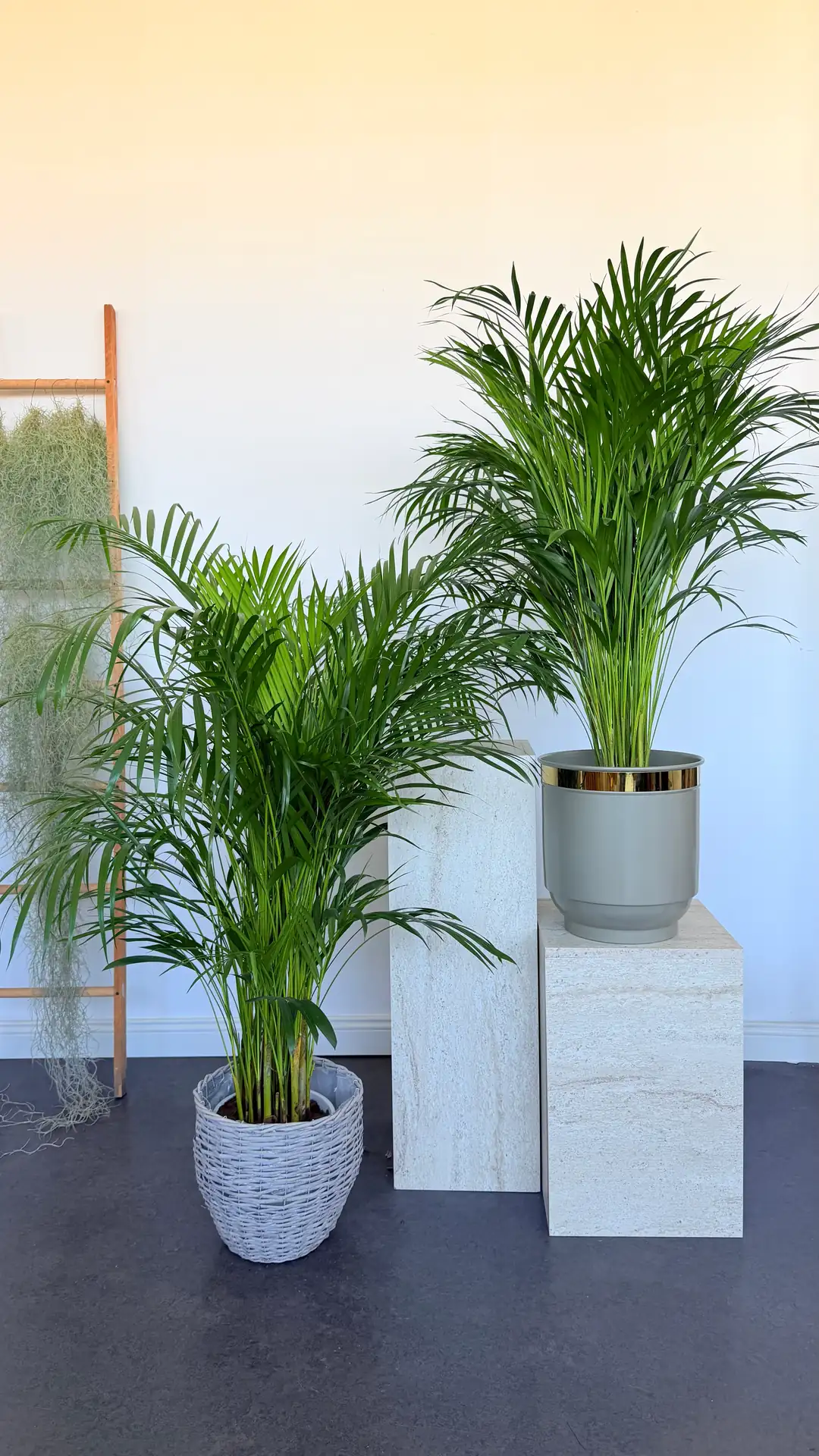 Areka Palmiyesi ( Dypsis Lutescens ) 120–130 cm İthal Sık Köklü 5