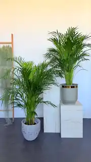 Areka Palmiyesi ( Dypsis Lutescens ) 120–130 cm İthal Sık Köklü 5